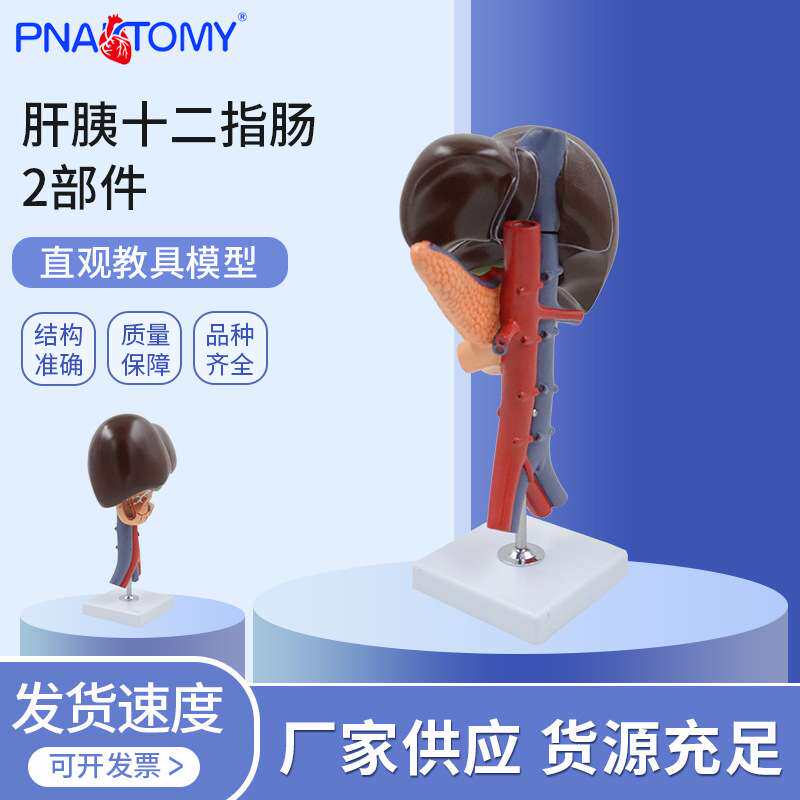PNT-0452 肝胰十二指肠2部件用肝解刨模型肝胰十二指肠切面模型