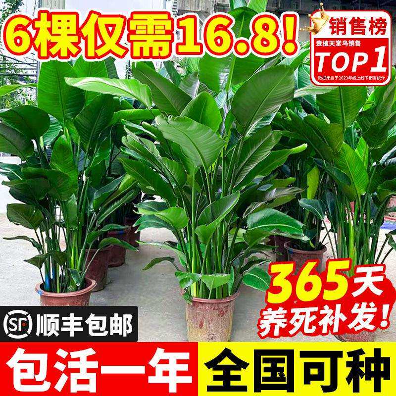 天堂鸟盆栽办公室内客厅大型绿植物四季大叶植物花卉鹤望兰吸甲醛
