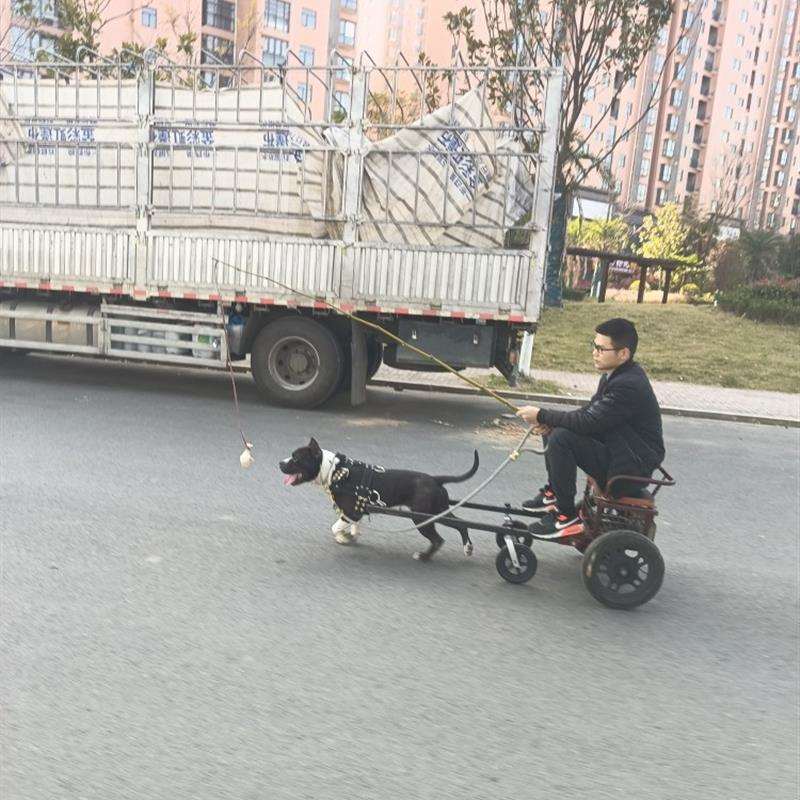 狗拉车大型犬外出拉车人坐载人载物买菜车宠物遛狗车雪橇车爬犁车