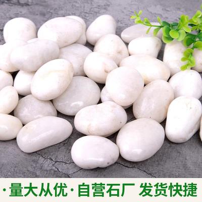 白色石子鹅卵石铺路软头雨花石石鹅石水培郁金AWR香鱼缸景造雨花