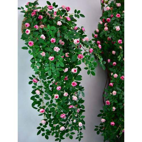 玫花瑰藤假吊GPV兰绿植塑料花藤条装饰室内摆设花垂吊墙壁挂植物