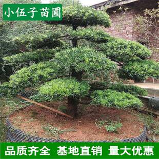 精品罗汉松造型树园林工程绿化行道庭院树15至20公分湖南直销