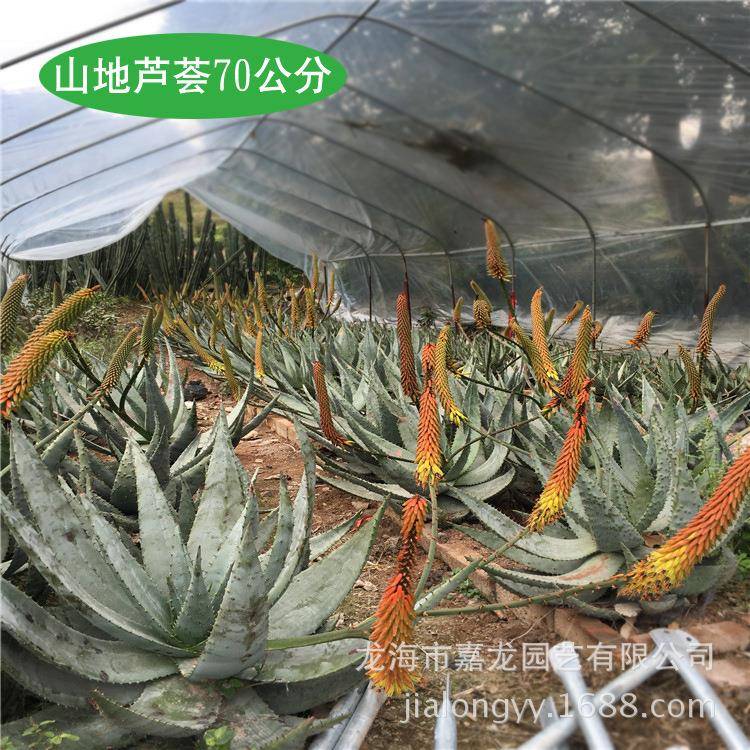 宽度70公分鬼切芦荟盆栽鬼切丸沙生植物山地芦荟沙生大型植物