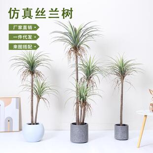 仿真植物丝兰树假树盆栽大型凤尾龙舌兰酒店造景装饰摆件仿真绿植