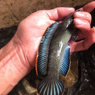 彩虹雷龙原生南鳢雷龙鱼七彩冷水鱼龙鱼淡水鱼凶猛雷龙观赏鱼