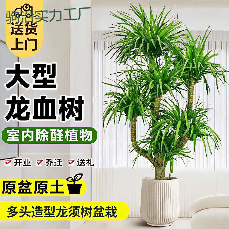 tt客厅大型绿植龙血树盆栽乔迁旺宅吸甲醛办公室内外双层多头龙须