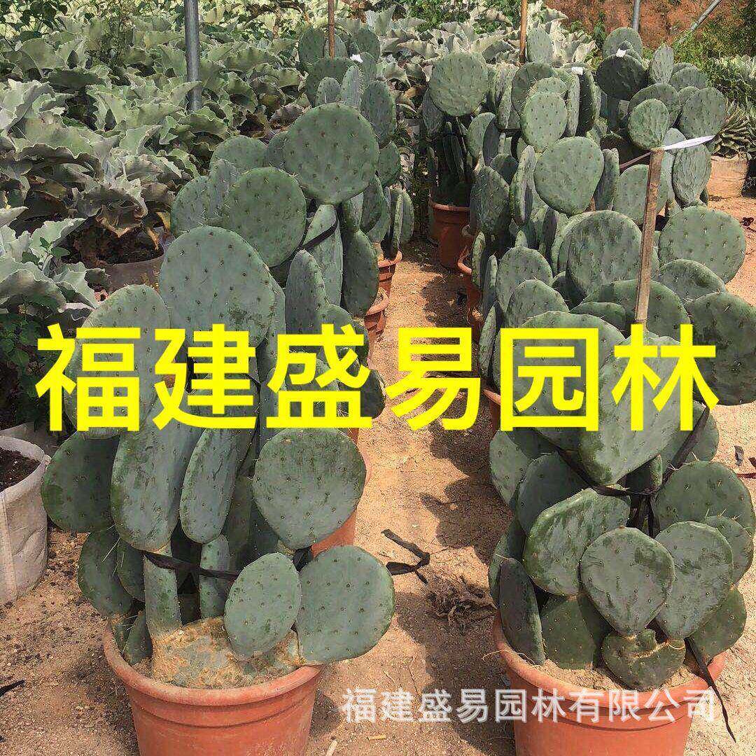 睡布袋新天地仙人柱青衣柱双头大凤龙吉祥冠锦银叶白角麒麟巨鹫玉