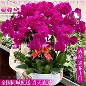 全国年宵花蝴蝶兰盆栽带真鲜花速递同城开业乔迁北京上海配送花店