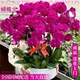 全国年宵花蝴蝶兰盆栽带真鲜花速递同城开业乔迁北京上海配送花店