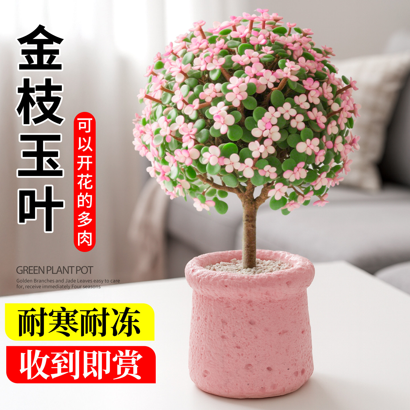 金枝玉叶老桩多肉植物图片
