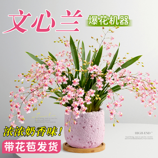 梦香文心兰带花苞盆栽香水梦香兰花卉绿植办公室内客厅四季好养活