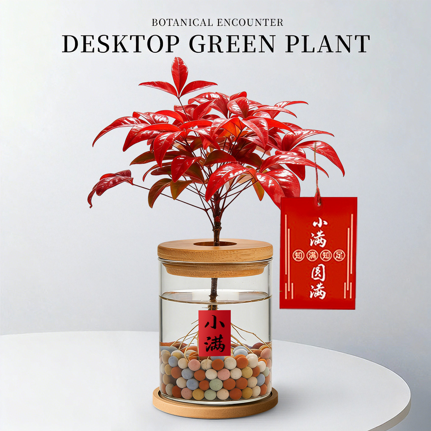 火焰南天竹盆栽室内桌面水培绿植办公室工位招财旺宅植物四季好养,鲜花速递/花卉仿真/绿植园艺,绿植,淘宝优惠券,粉丝福利购,淘宝优惠卷