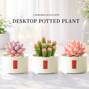 多肉植物室内小盆栽仙人掌花卉绿植幼儿园办公室桌面仙人球类肉肉