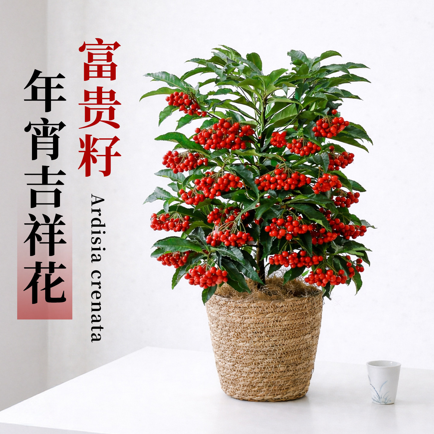 富贵籽盆栽带红果室内客厅绿植喜庆旺宅送礼植物黄金万两年宵花卉