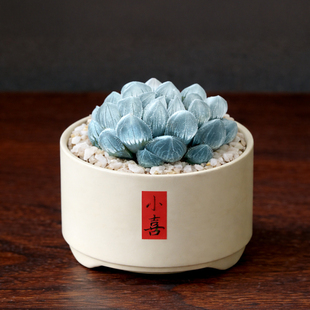 蓝镜玉露多肉植物冰灯霓虹灯稀有绿植室内桌面小盆栽儿童组合好养