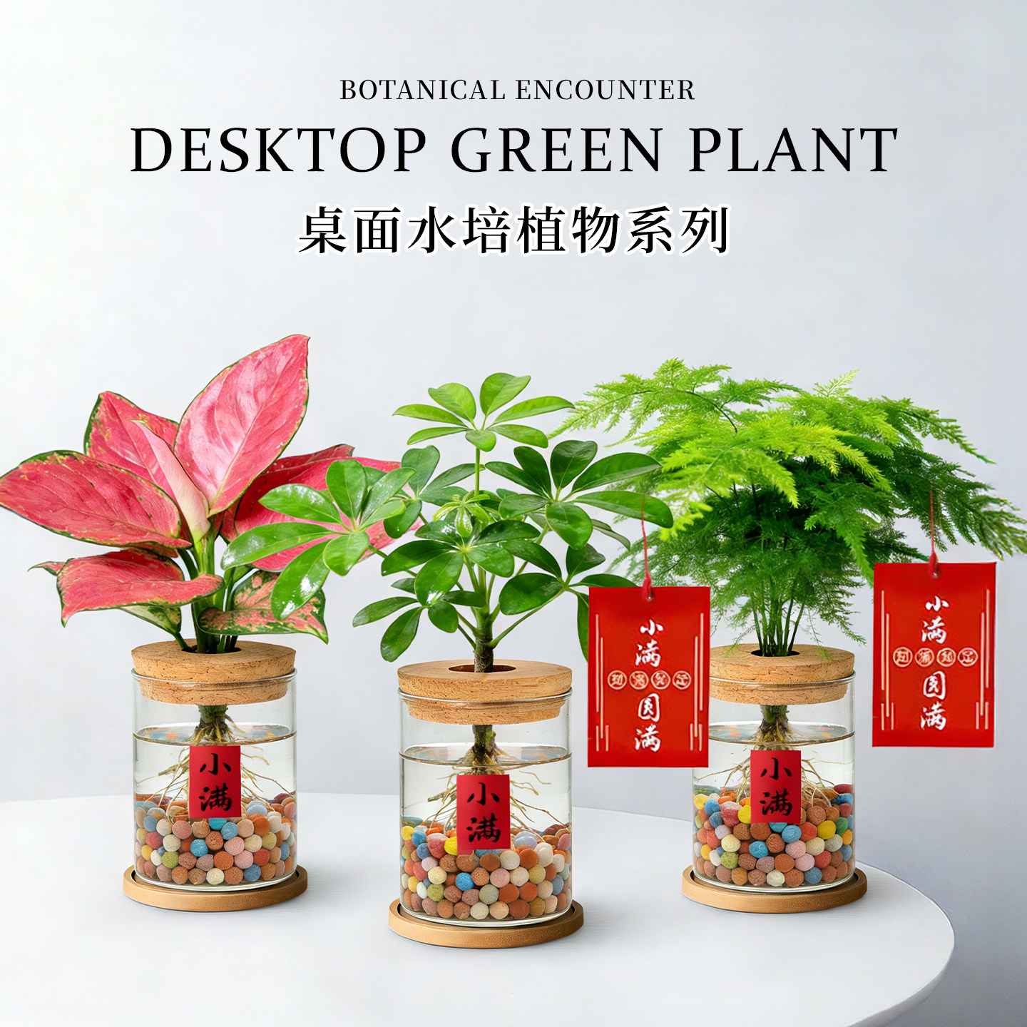 鸭脚木吉利红文竹水培植物办公室桌面花卉绿植懒人植物招财旺宅