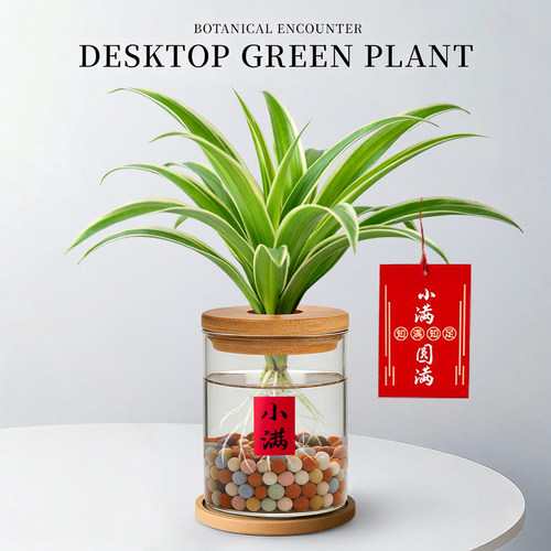 金边吊兰盆栽花卉植物办公室内桌面好养工位绿植水培垂吊客厅盆景