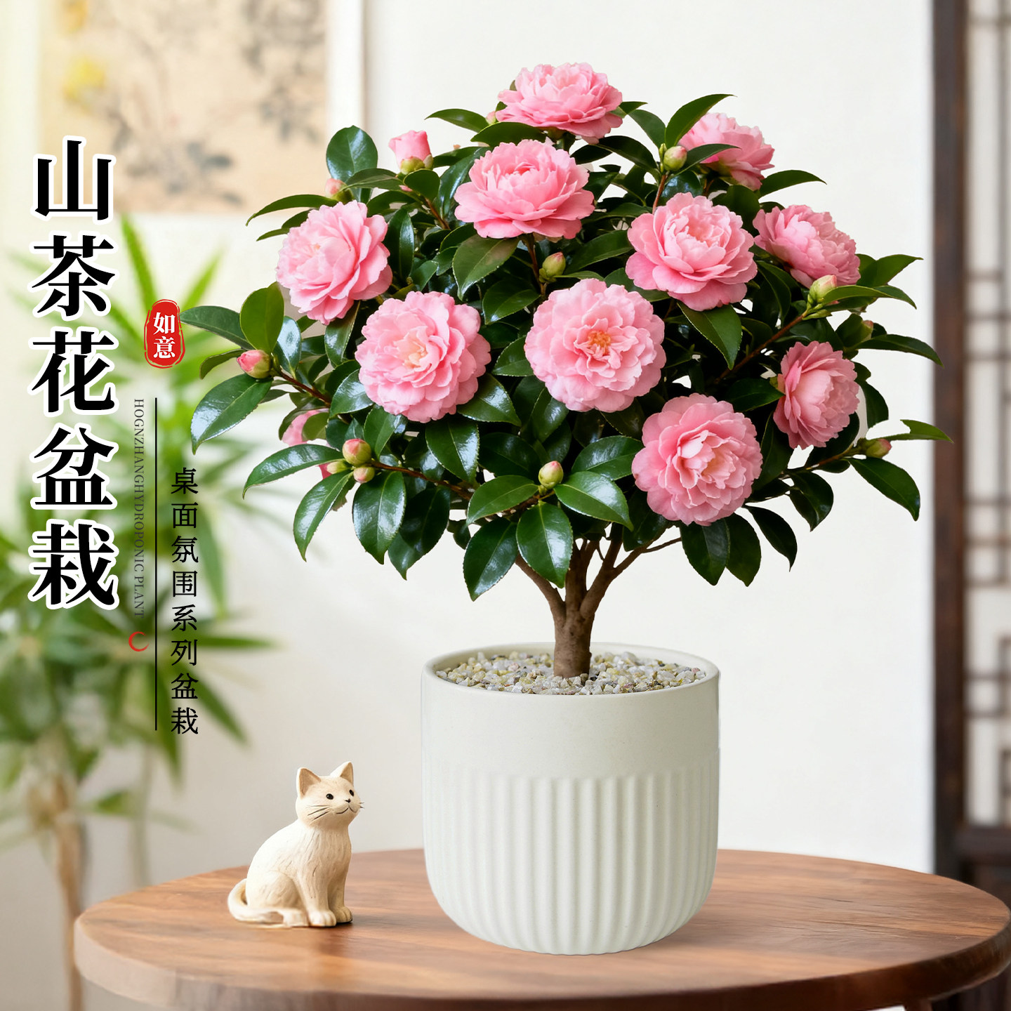 香妃山茶花盆栽老桩花卉绿植室内桌面植物盆景摆件阳台四季好养活,鲜花速递/花卉仿真/绿植园艺,绿植,淘宝优惠券,粉丝福利购,淘宝优惠卷
