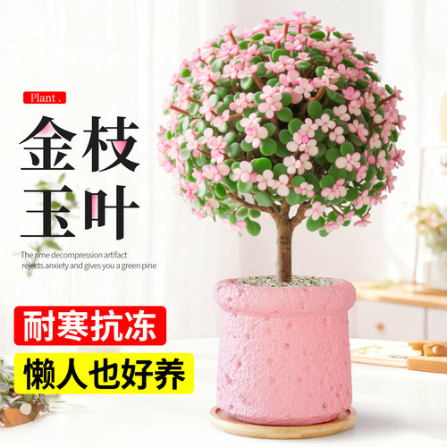金枝玉叶多肉植物室内盆栽大颗好养客厅办公室桌面绿植花卉小盆景