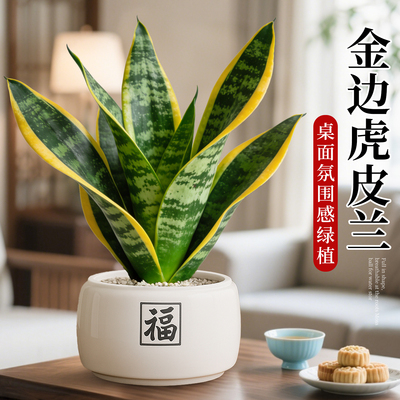 金边虎皮兰盆栽办公室绿植室内工位招财盆景懒人好养植物四季常青