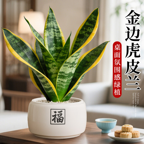 金边虎皮兰盆栽办公室绿植室内工位招财盆景懒人好养植物四季常青