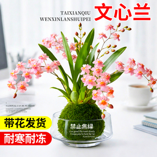 梦香文心兰带花苞盆栽梦香兰浓香花卉绿植物水培室内盆栽四季好养