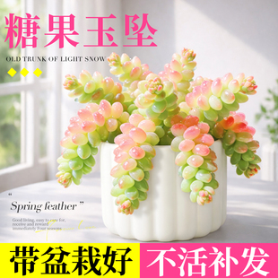 糖果新玉坠缀多肉植物办公室内小盆栽幼儿园稀有品种好养水晶老桩