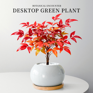 火焰南天竹盆栽办公室桌面绿植室内耐寒植物客厅中式花卉盆景树苗