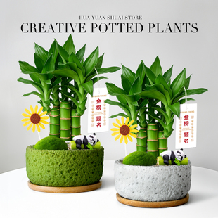 文昌竹金榜题名富贵竹子盆栽办公室桌面小绿植室内盆栽植物节节高