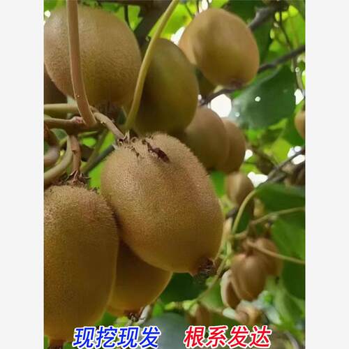 猕猴桃树果苗四季带土红