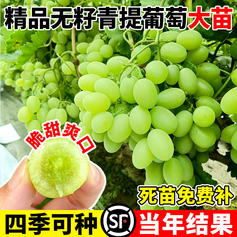 青提葡萄苗树苖南北方庭院种植特大四季爬藤盆栽耐寒无籽当年结果