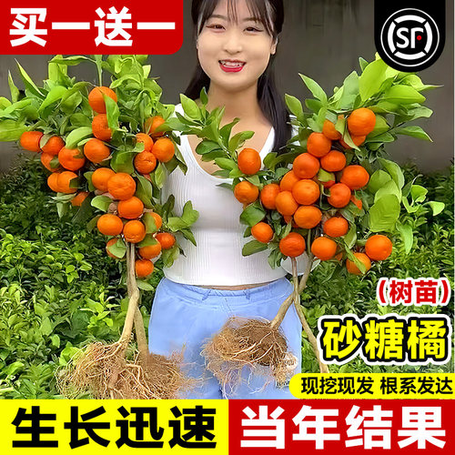 沙糖桔正宗树苗无籽果树