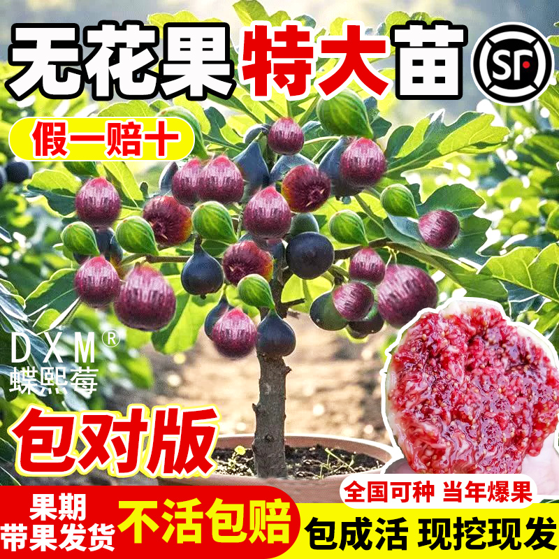 无花果树果苗特大果格莱