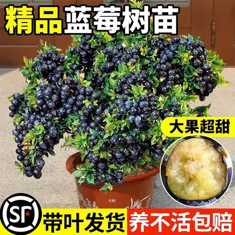 黑珍珠蓝莓苗南北方室内