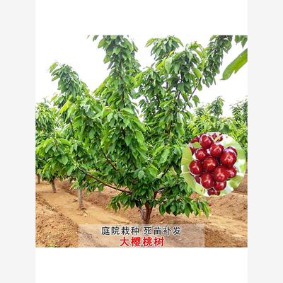 车厘子树苗特大嫁接樱桃