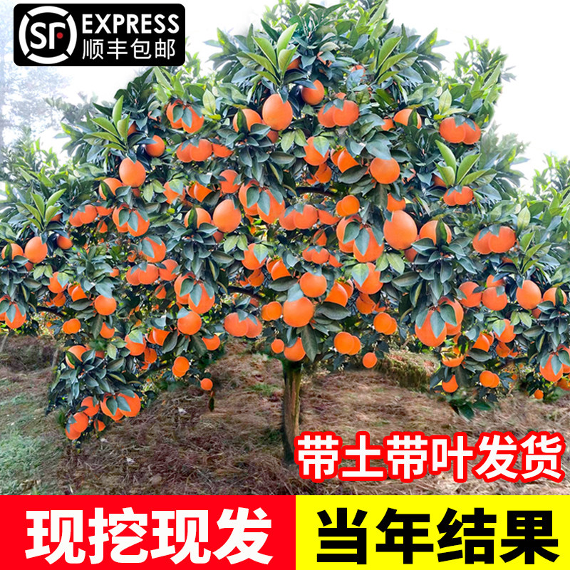 赣南脐橙苗纽荷尔嫁接橙
