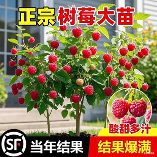 树莓苗红黑树莓果苗当年结果盆栽矮化樱桃苗庭院地栽南北方种耐寒