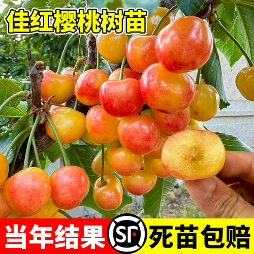 佳红樱桃苗南北方耐寒特