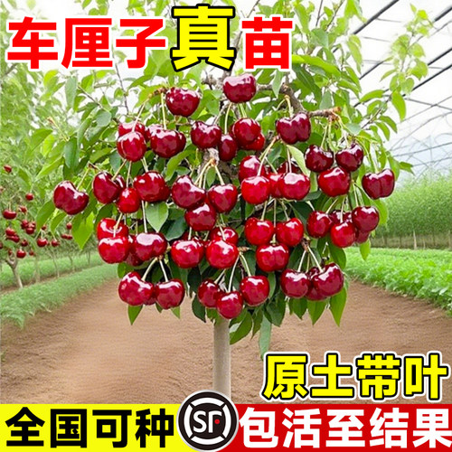 车厘子树苗正宗樱桃矮化