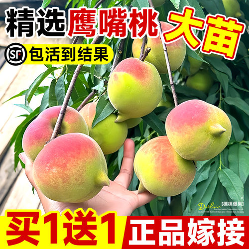 鹰嘴桃树苗果苗广东连平