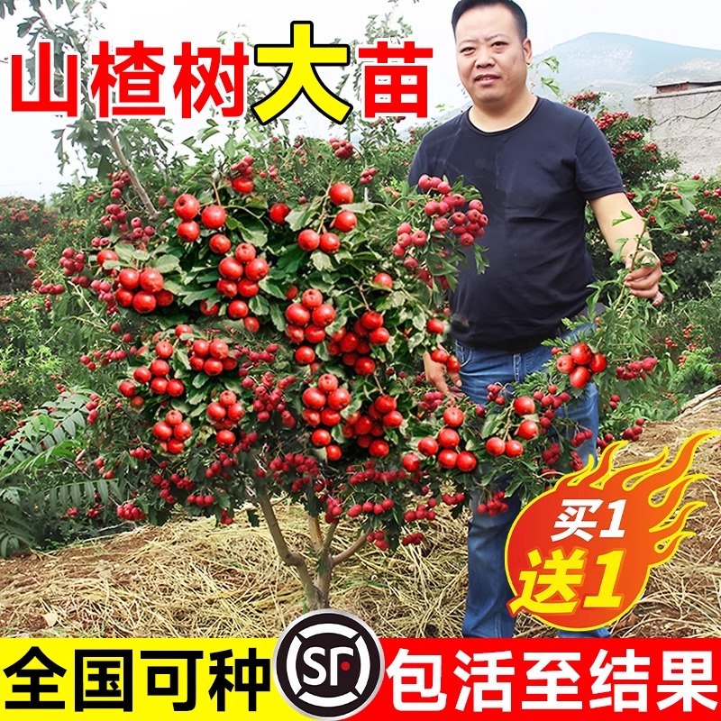 山楂树活苗大金星大五棱