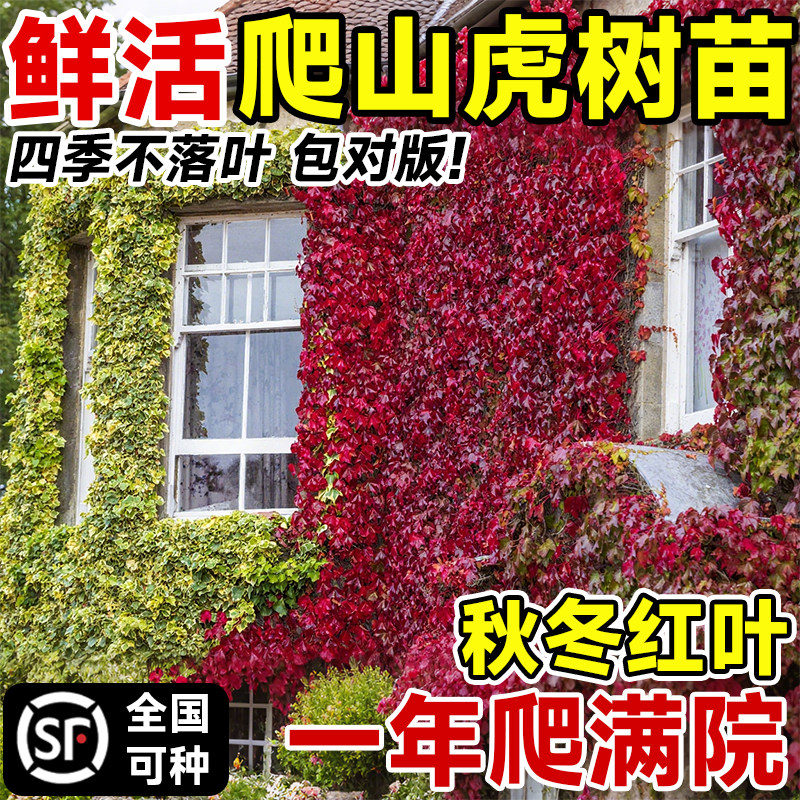 爬山虎爬藤植物树苗庭院
