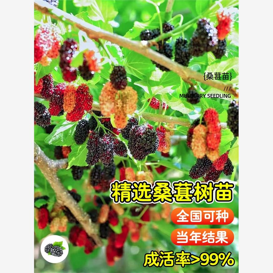 桑葚树苗果树果苗地盆栽南北方种植嫁接大叶桑树苗桑葚苗当年结果