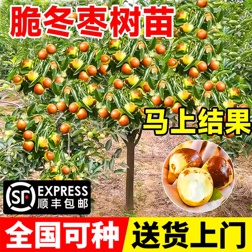 枣树活苗大枣超甜冬枣南