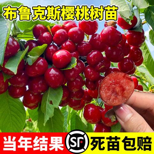 布鲁克斯樱桃苗嫁接南北