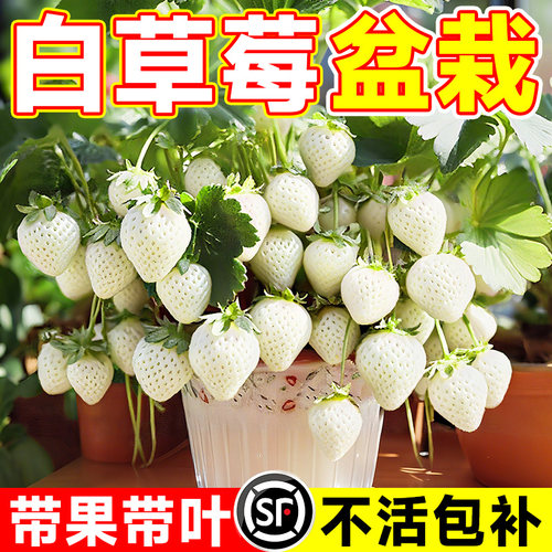 白雪公主草莓苗四季种植