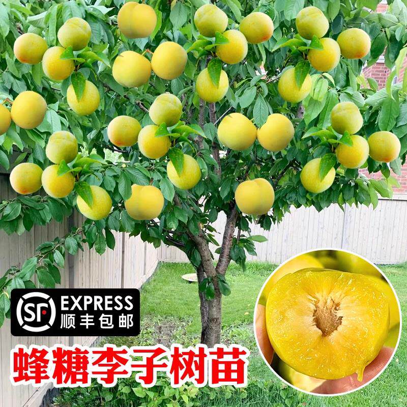 嫁接蜂糖李树苗脆甜脱骨李西梅果树盆栽地栽庭院四季种植李子