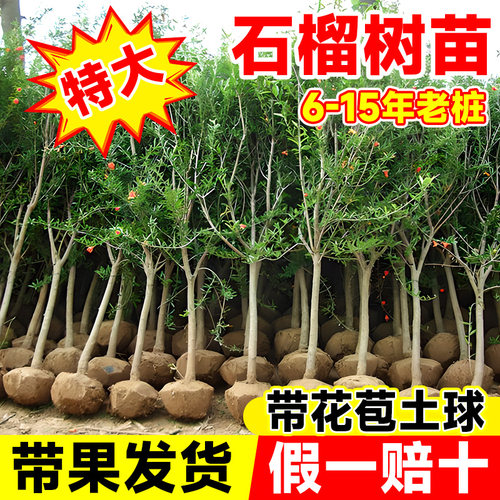 特大石榴树树苗突尼斯软