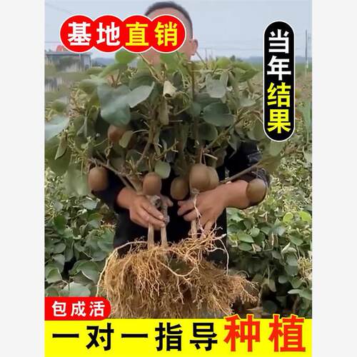 猕猴桃树果苗红心软枣徐