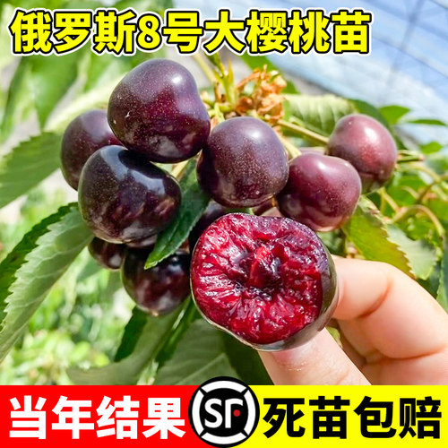 俄罗斯八号车厘子树苗南